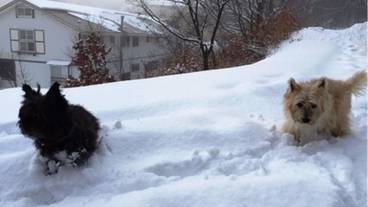 ペット同伴可 / 33