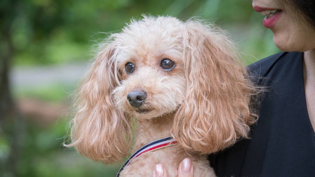 愛犬と湯布院を
思いのままに楽しむ旅 / 2