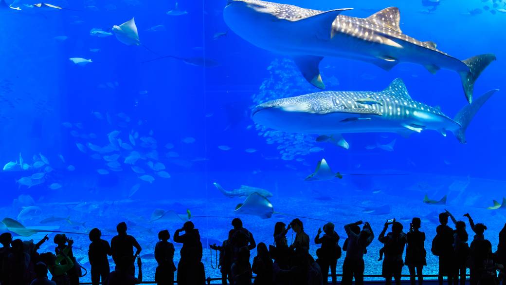 沖縄の海をのぞこう♪
沖縄美ら海水族館 / 1