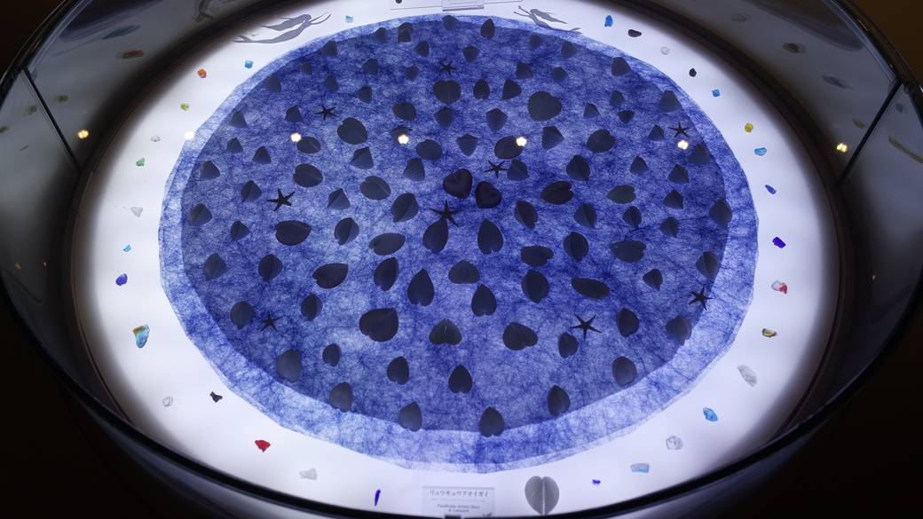 シェルミュージアム / 3