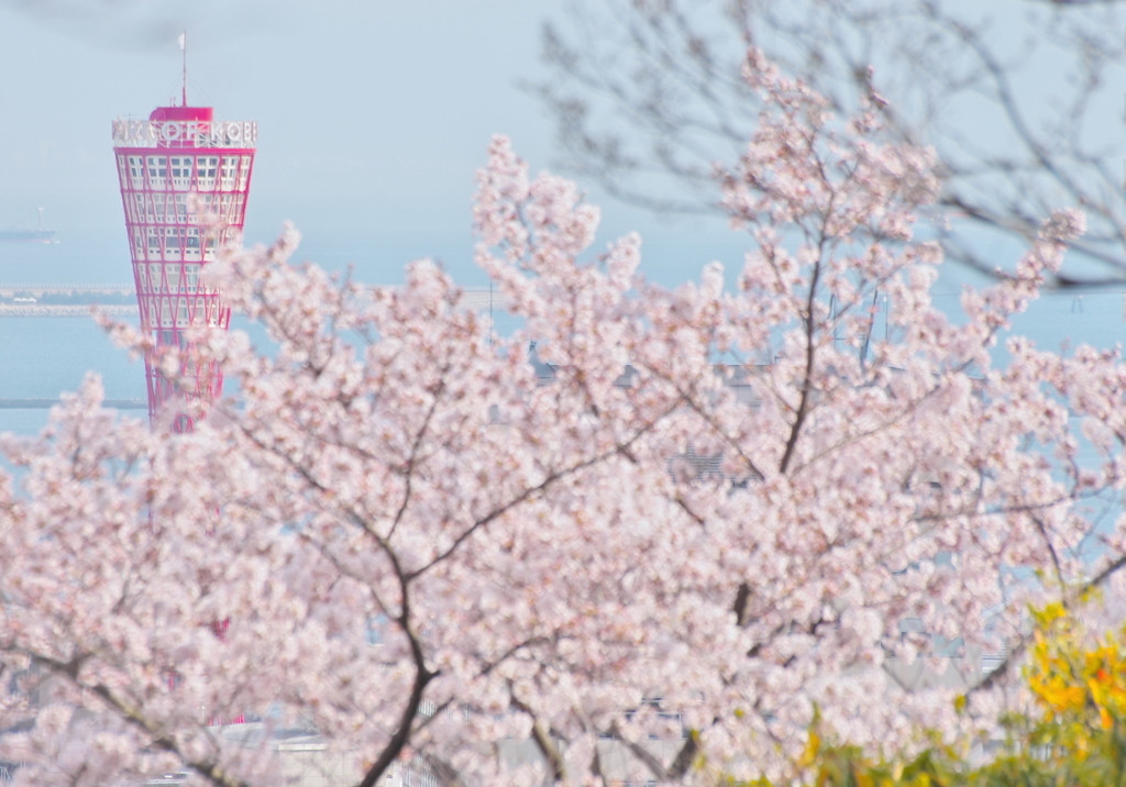 神戸で桜を楽しめるのは？2984388