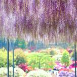 【東日本】藤の花の優美な優しさに包まれる絶景スポット8選