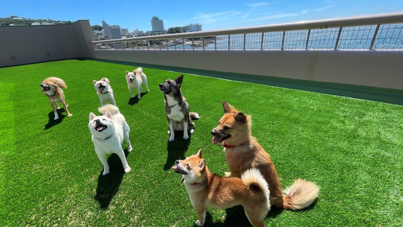 オーシャンフロント旅館でペットと楽しむ4268961