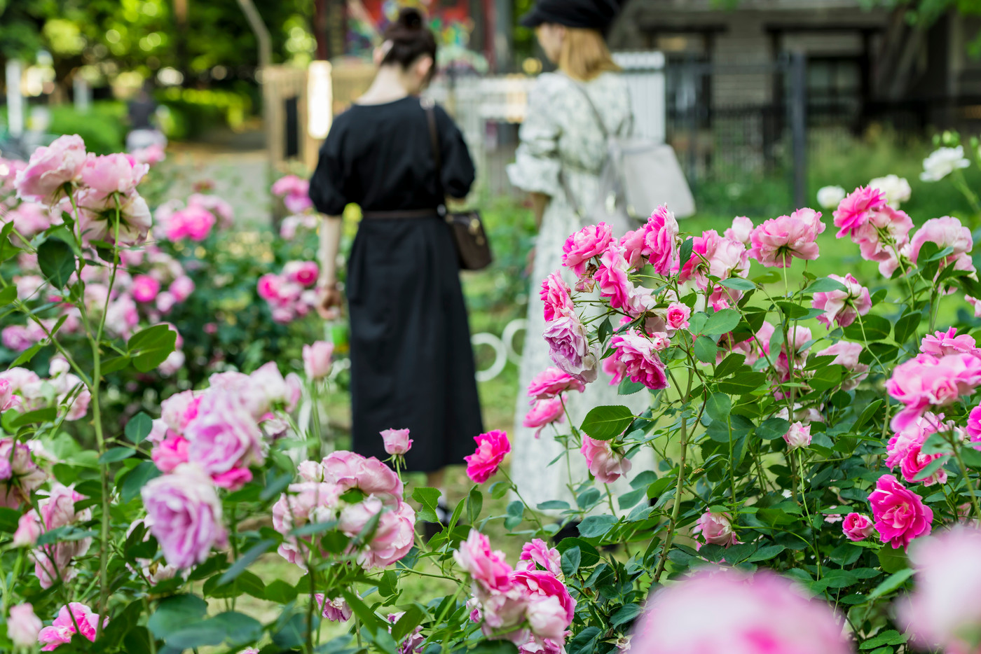 【代々木公園　バラ園】