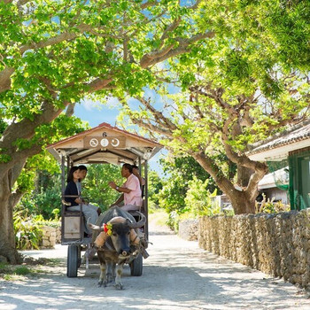 水牛車や自転車で島の散策をしよう♩3646019