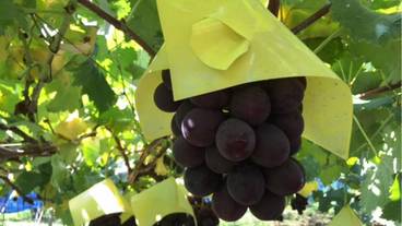 マウンテン ビュー / 20