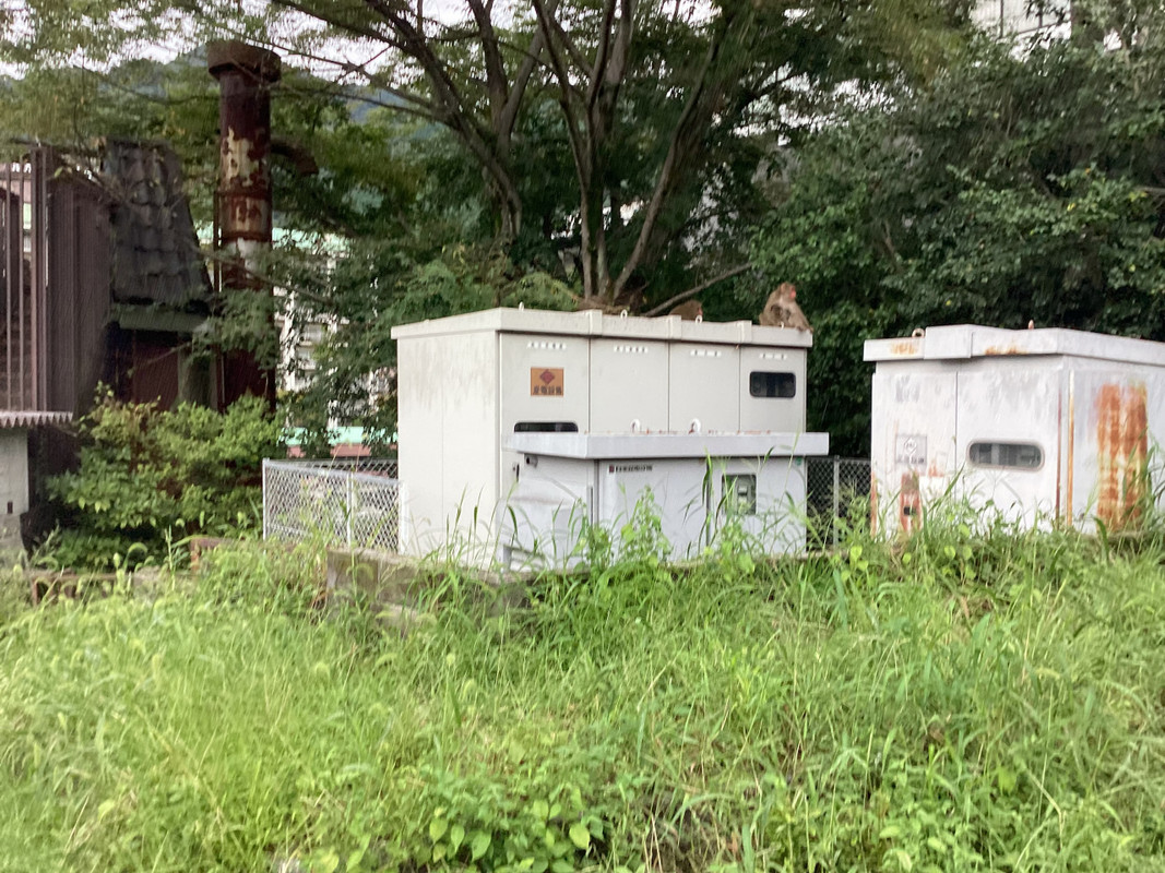 駐車場付近の敷地内に入り込んだ猿