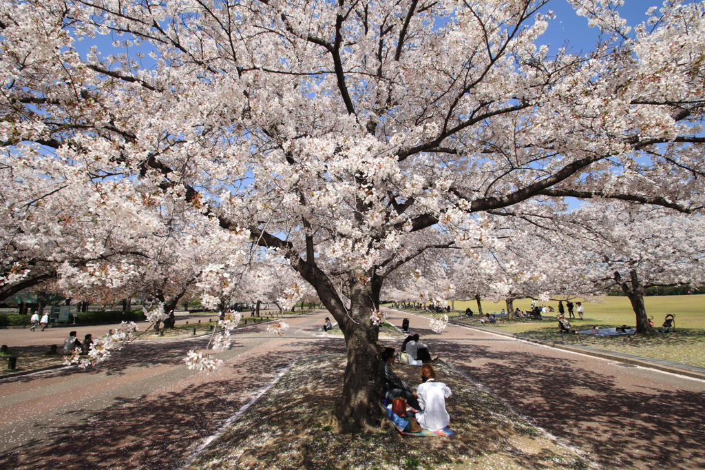 東大路を中心とする桜並木1029429