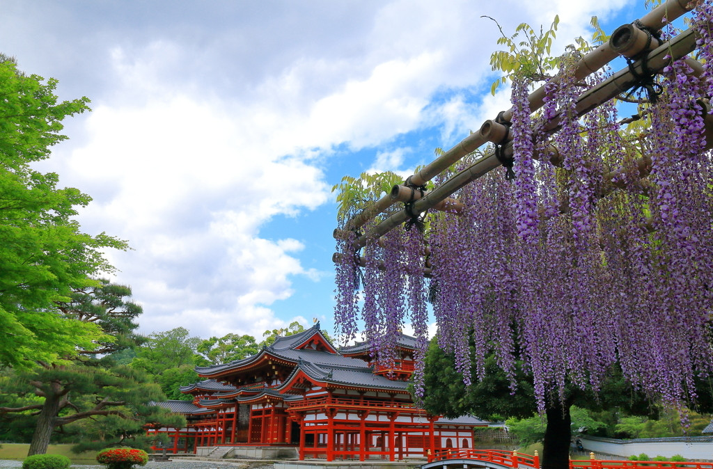 生まれ変わった「平等院」で藤を鑑賞しょう！1554377