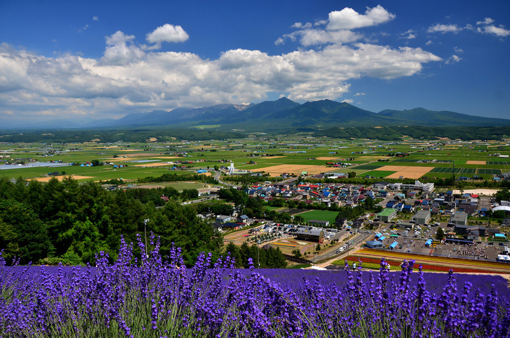3.中富良野町営ラベンダー園1182669