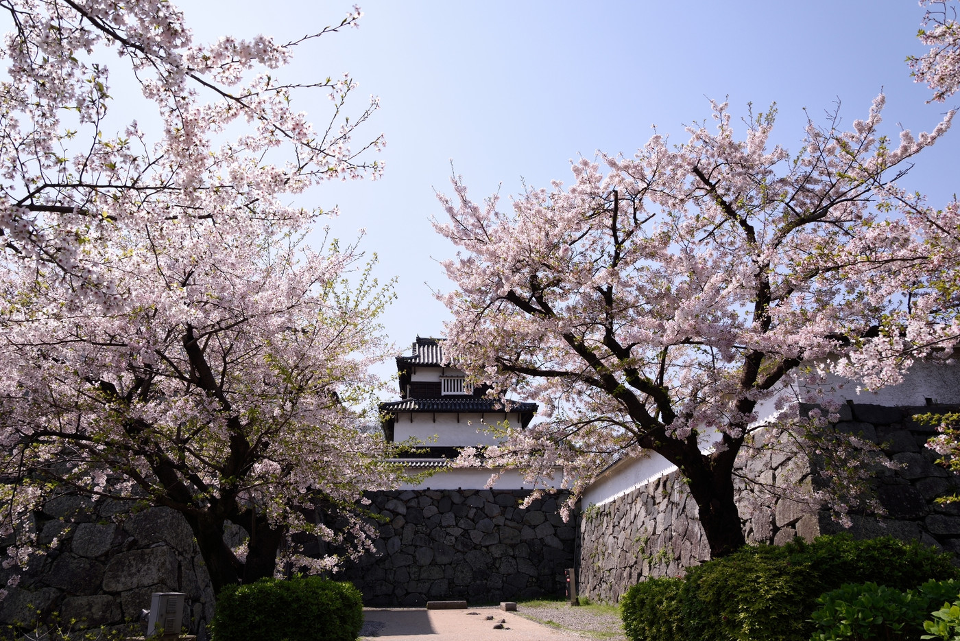 舞鶴公園の桜