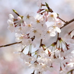 東京でお花見するならココ！一度は行きたい桜の名所10選
