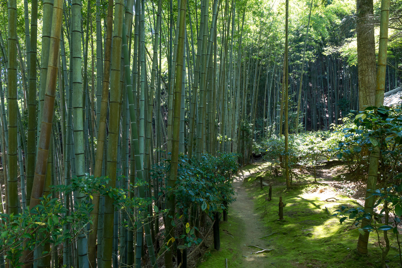 新緑の滝口寺
