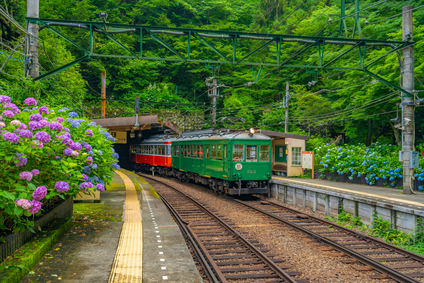 アジサイ咲く　箱根登山鉄道