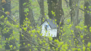 スタンダード ツインルーム 禁煙 マウンテンビュー