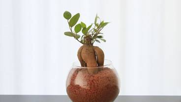 客室の設備とサービス / 34