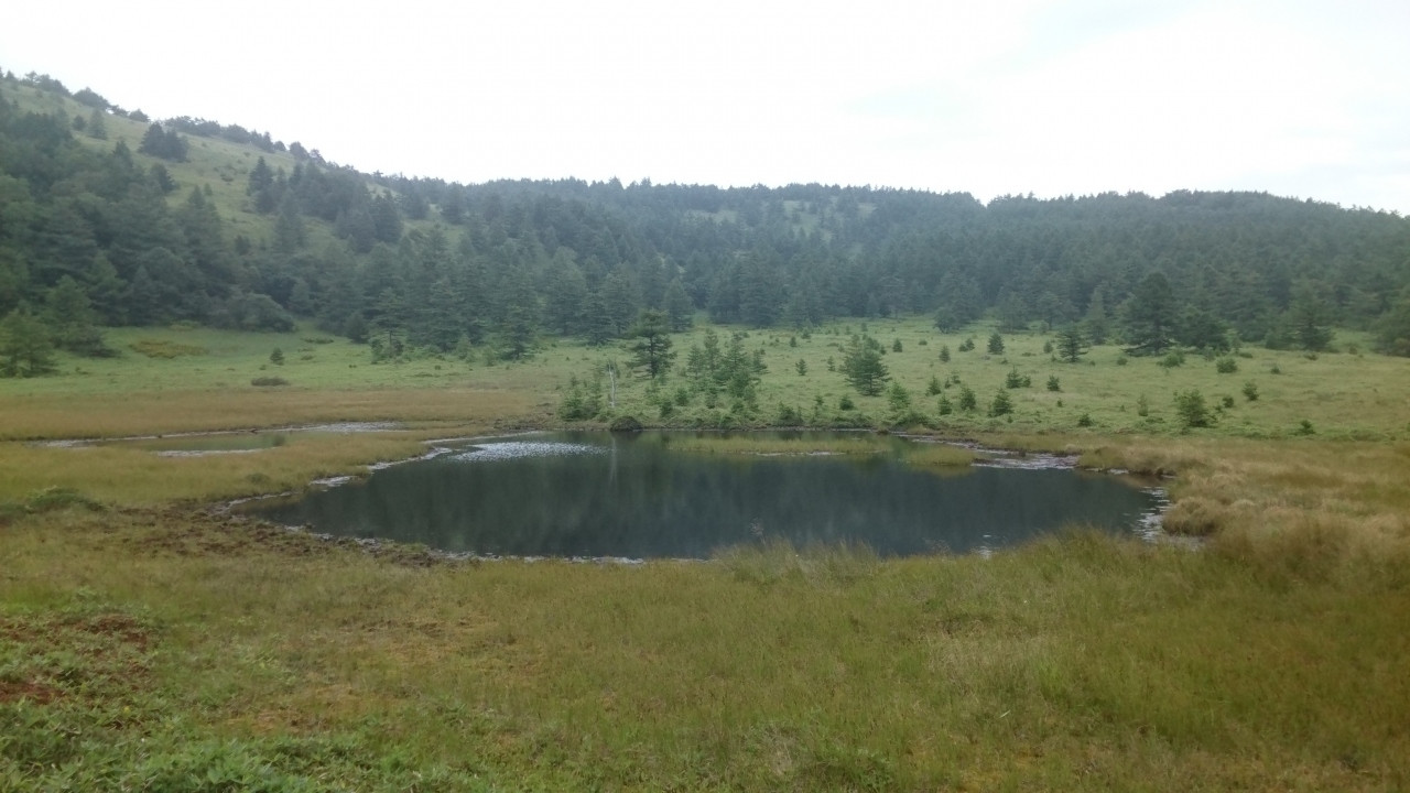ガイドウォークしてくれる池ノ平湿原