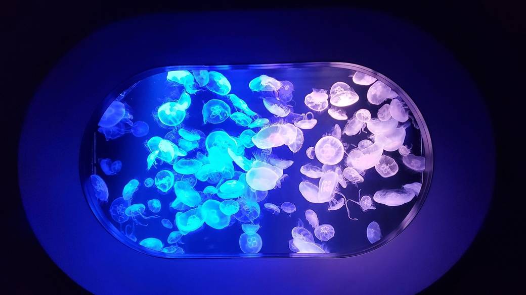 マリンワールド海の中道のクラゲ / 2