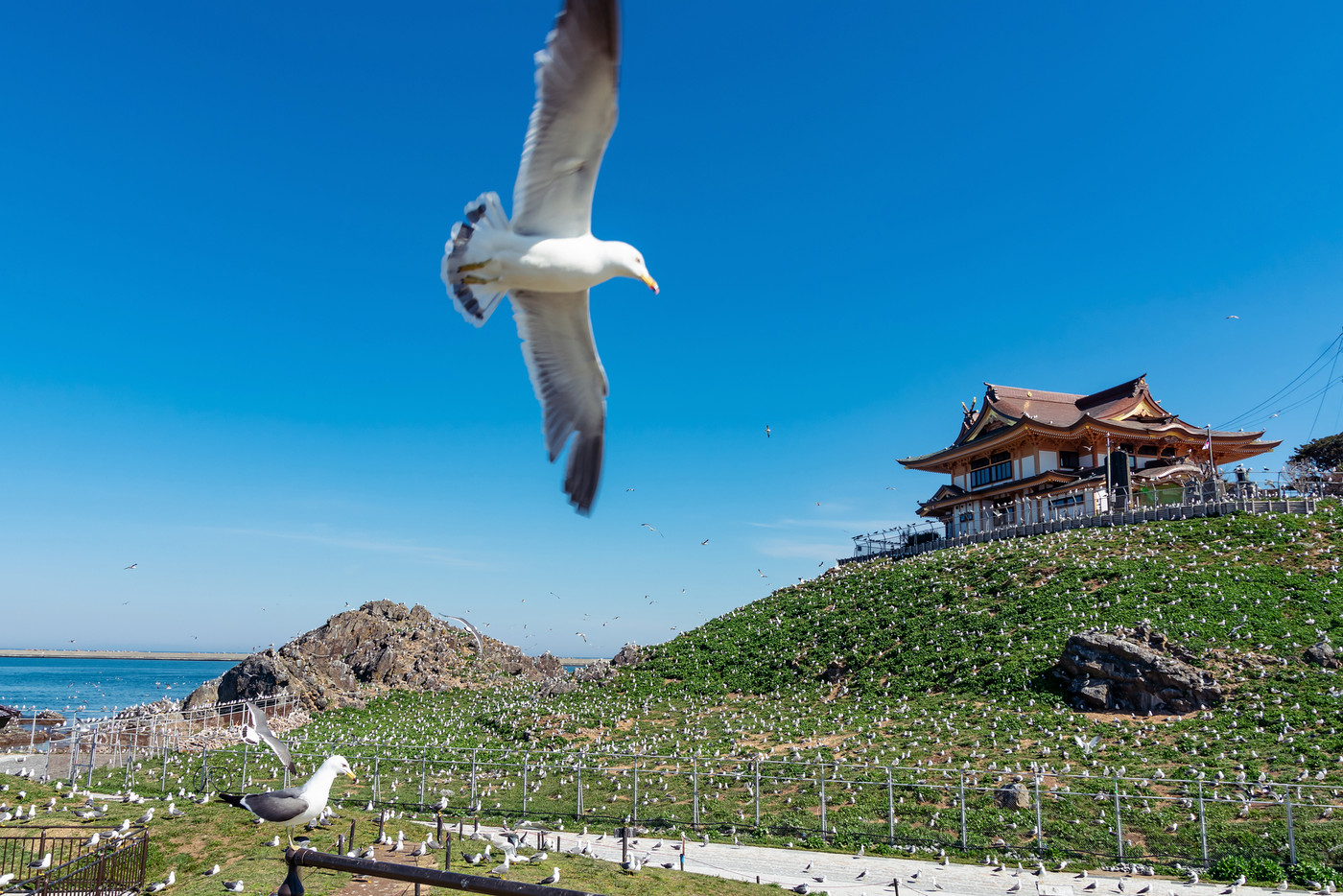 【八戸市蕪島】ウミネコの繁殖地蕪島