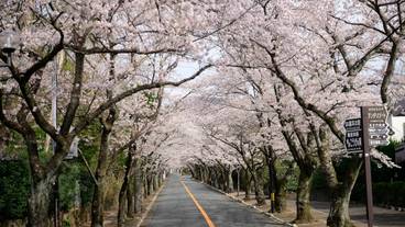 伊豆高原桜並木 / 3
