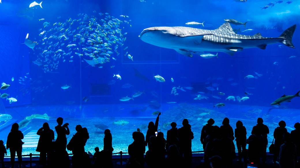 水量7,500トンもの巨大水槽 / 1