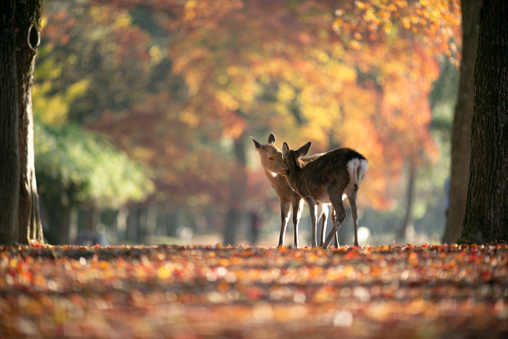 大人になったいま訪れたい。古都・奈良へ4009929