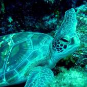 Kencha Rumah（ケンチャ・ルマ）（東京都 ペンション） / 2