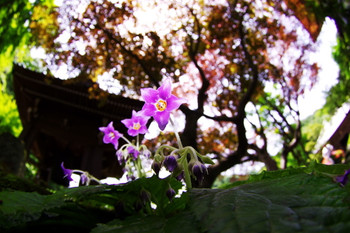 東慶寺38419