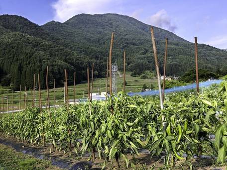 旅館 わらび野 / 5