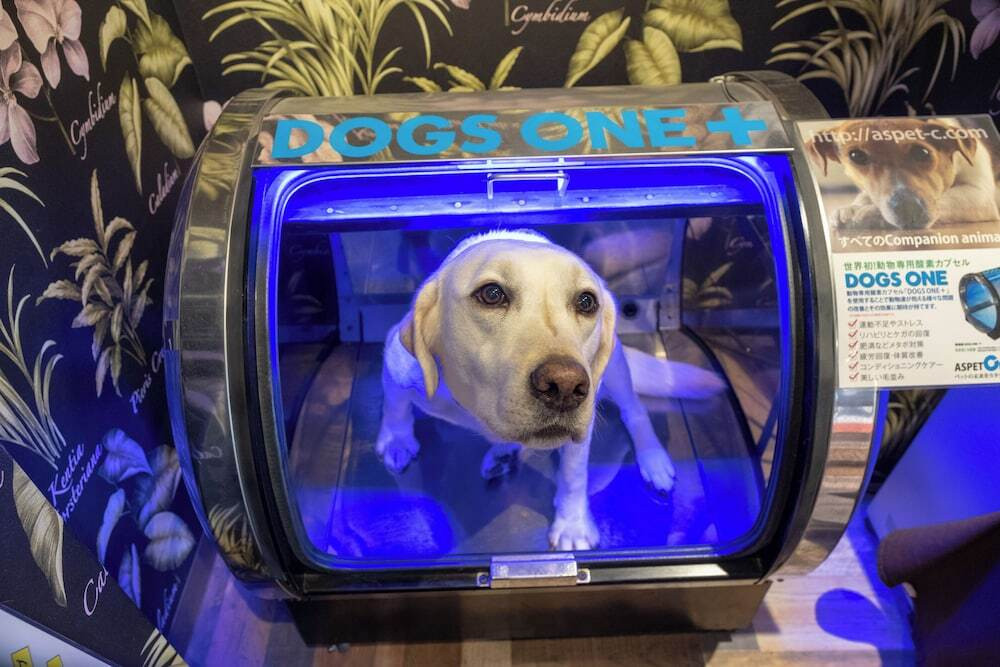 ペット用設備・サービス