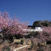 今井浜温泉 桐のかほり 咲楽（静岡県 旅館） / 4