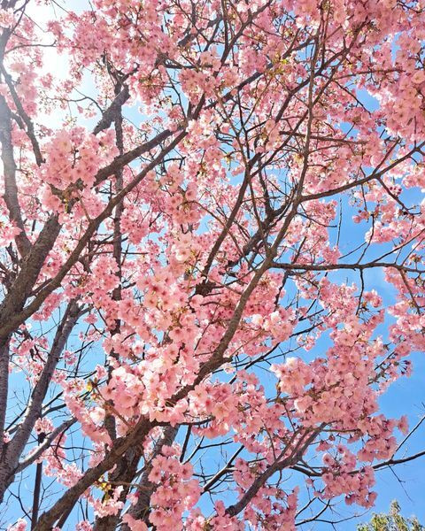 gelsomina.kさんの写真 / 1
