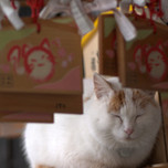 猫好きなら一度はお参りしたい！福井の猫寺「御誕生寺（ごたんじょうじ）」