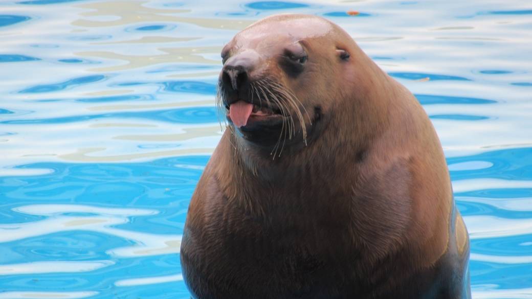 海の生き物に癒される
「みとしー」 / 2