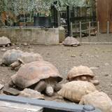体感型動物園 iZoo（タイカンガタドウブツエン イズー）