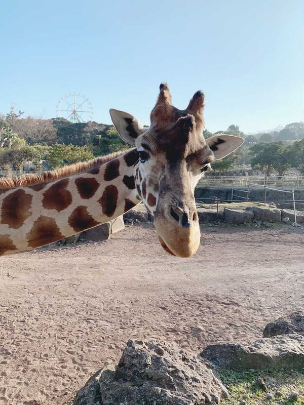 suzuranribbonさんの写真 / 2