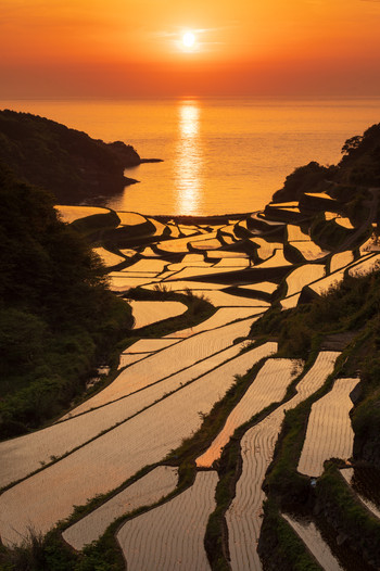 Hamanoura rice terraces