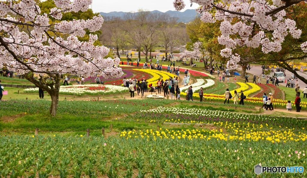 見ごたえあり！チューリップの花園1029412