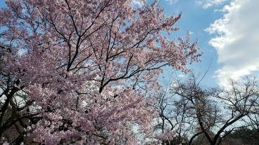 観光スポット / 31