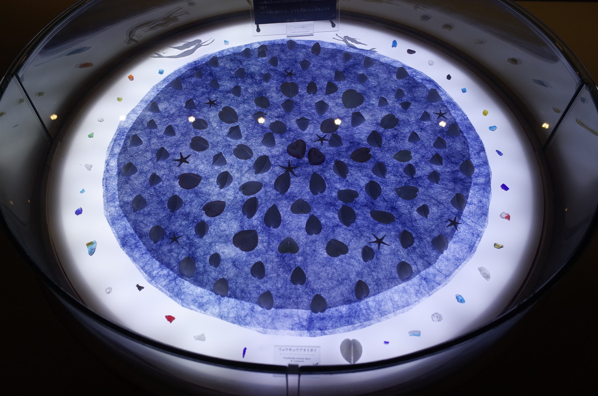 シェルミュージアム