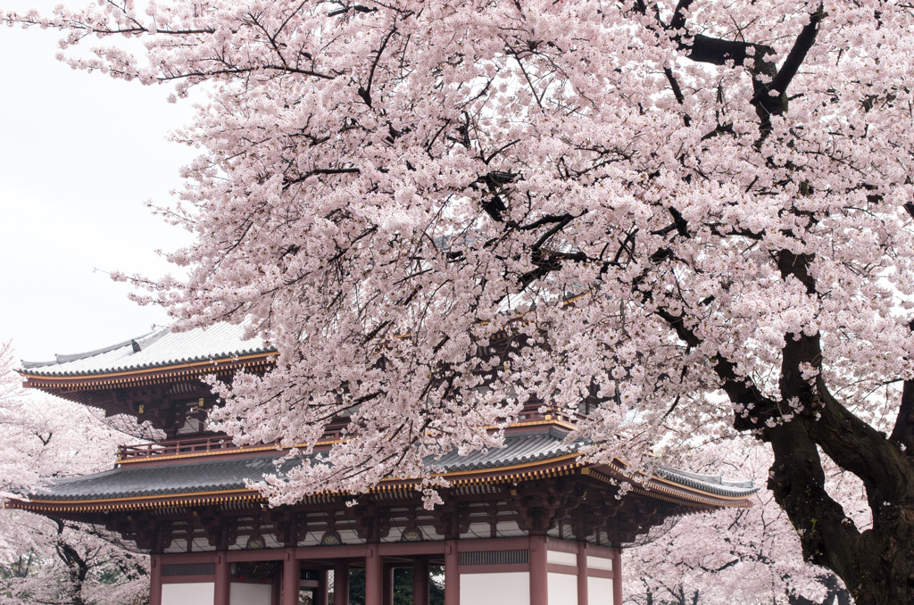 池上本門寺って？1572533