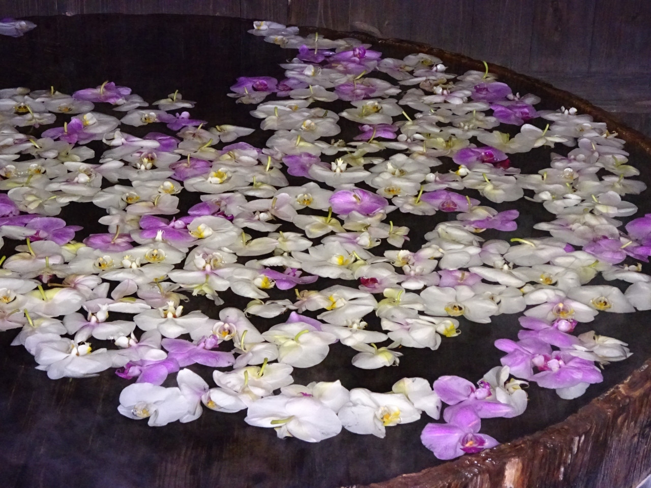 バラ風呂と胡蝶蘭風呂。優雅なひとときを♡3925991