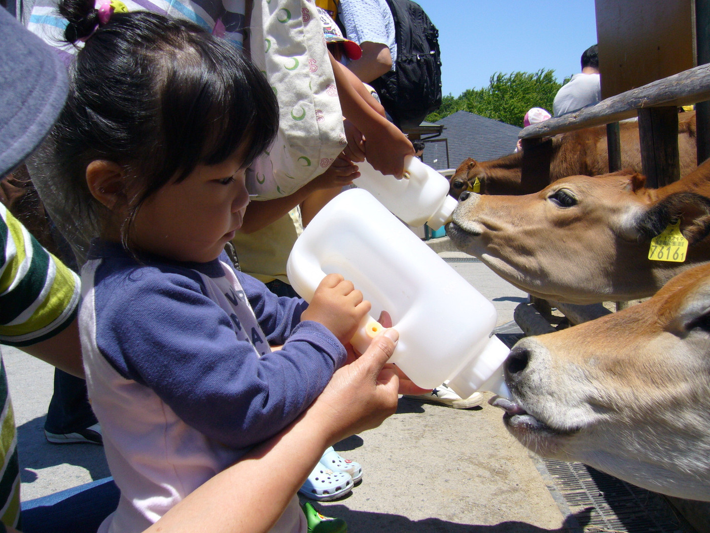 牛にミルクをあげる!