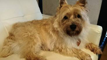 ペット同伴可 / 30