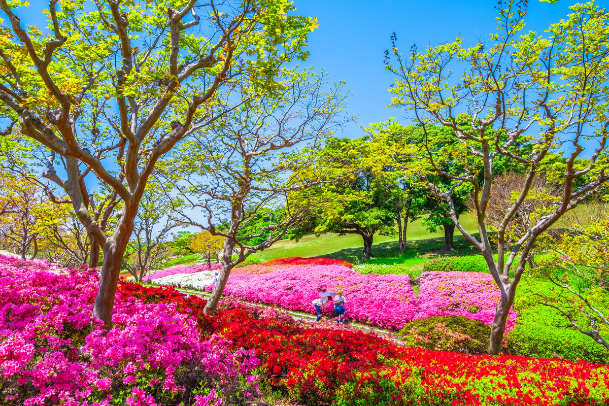 万博記念公園のつつじ