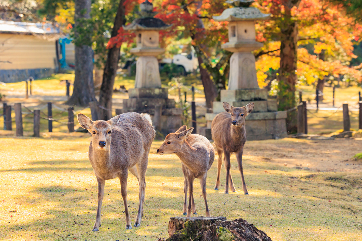 奈良公園