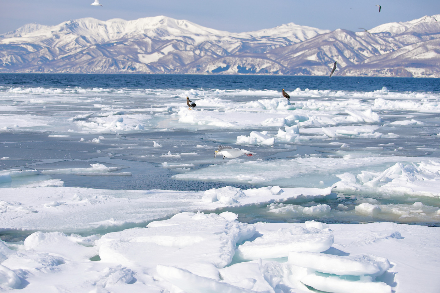 鷲　オオワシ　北海道　オホーツク海　遊覧船　クルーズ船　流氷