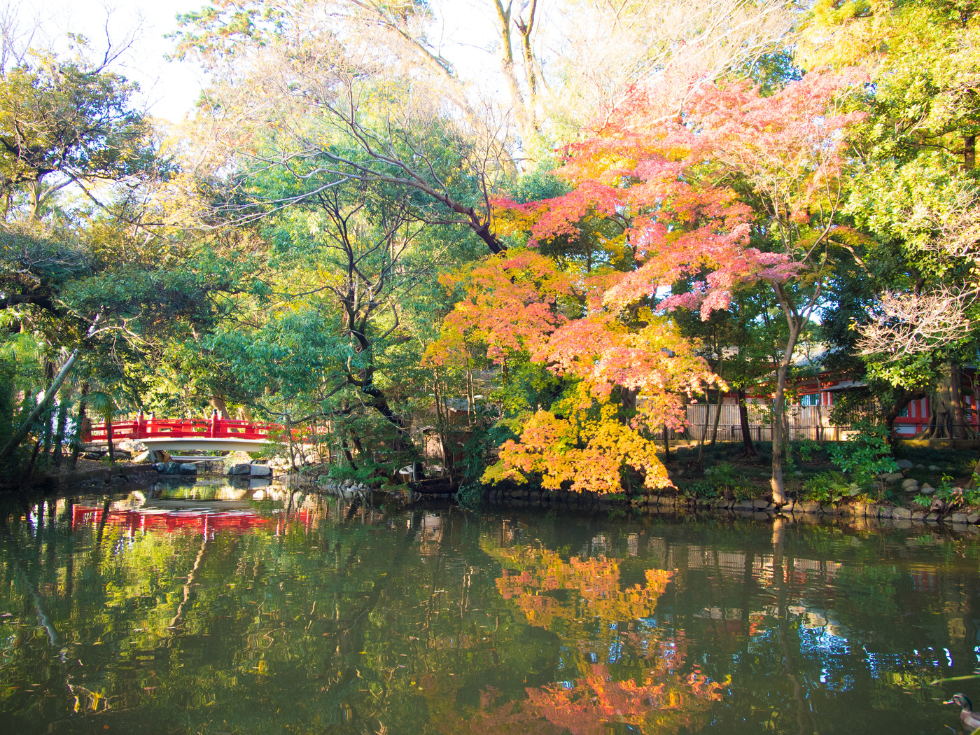 大宮氷川神社の池