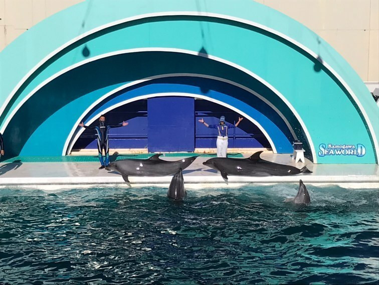 鴨川シーワールド。息子は人生初のイルカショーにびっくりしてギャン泣き(笑)