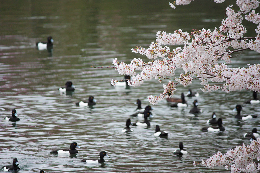 神奈川の桜の開花時期1574969